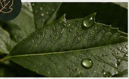 Botanical ingredient macro